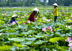 Kiến nghị hò Ðồng Tháp trở thành di sản quốc gia